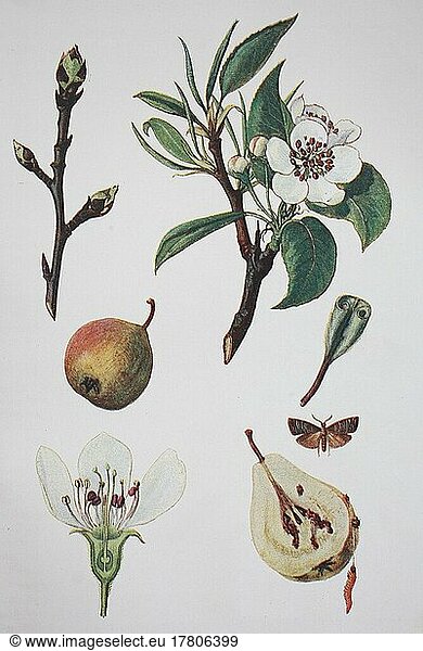 European pear (Pyrus communis)  pear  pear tree  known as the European pear or common pear  Historical  digitally restored reproduction of a 19th century original