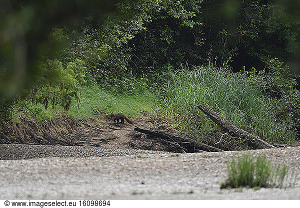European pine marten (Martes martes) exploring its territory on an island of the Loire  France