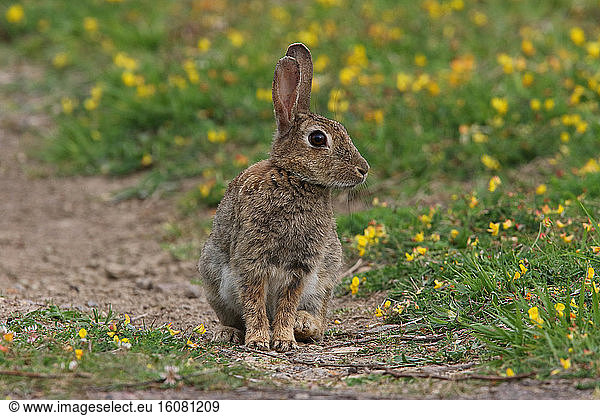 European Rabbit (Oryctolagus cuniculus) on broom grass   Normandy  France