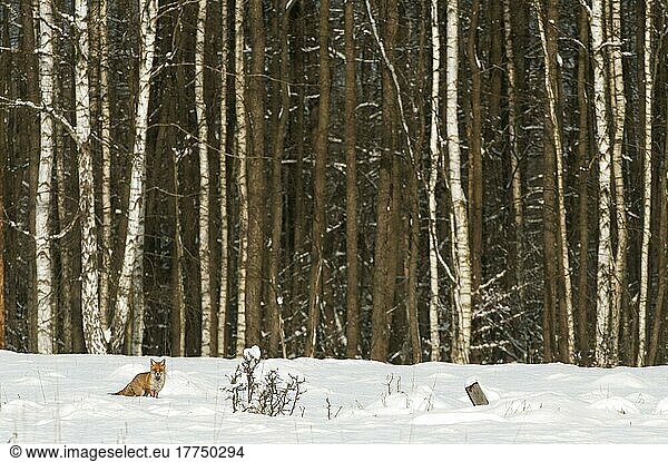 European Red Fox (Vulpes vulpes) adult  standing in snow at edge of Silver Birch (Betula pendula) forest habitat  Bialowieza N. P. Podlaskie Voivodeship  Poland  Europe