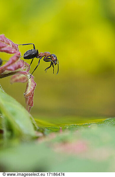 European Red Wood Ant (Formica polyctena) grooming on a leaf  Lorraine  France