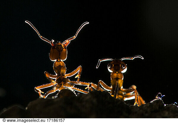 European Red Wood Ant (Formica polyctena) in backlight  Lorraine  France