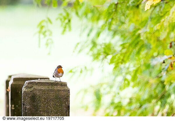 European robin (Erithacus rubecula)  standing on bridge pillar  autumnal ambience  Hesse  Germany  Europe