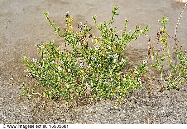 European searocket (Cakile maritima) is a succulent annual plant native to coastlines of Europe  northern Africa and western Asia. This photo was taken in Delta del Ebro  Tarragona province  Catalonia  Spain.