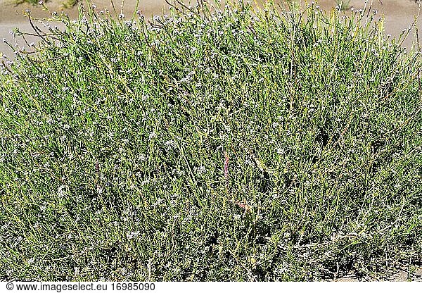 European searocket (Cakile maritima) is a succulent annual plant native to coastlines of Europe  northern Africa and western Asia. This photo was taken in Delta del Ebro  Tarragona province  Catalonia  Spain.