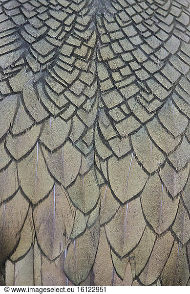 European Shag (Phalacrocorax aristotelis)  adult's feathers close-up  Hornøya  Finnmark  Norway