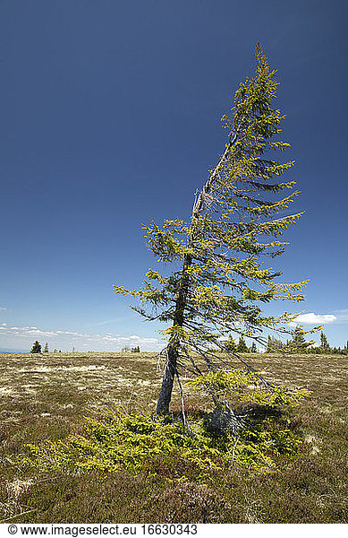 European spruce (Picea abies) deformed by wind and layered on the ground  gazon du Faing  Haut-Rhin  France