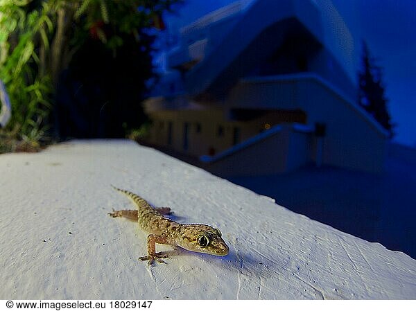 Eurpaeischer Halbfinger  Türkischer Halbfinger  Europäischer Halbfinger  Türkischer Halbfingergecko  Hausgecko  Eurpaeische Halbfinger  Türkische Halbfinger  Europäische Halbfinger  Türkische Halbfingergecko  Hausgeckos  Andere Tiere  Gecko  Rept