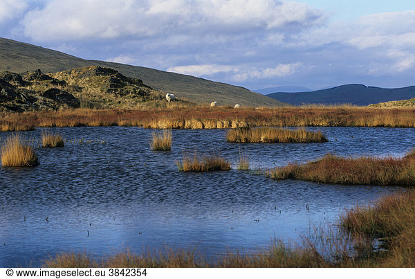 Eutropher See Tümpel Pen-Cor Maen #Schafspfad Plynllaion Cambrian Mountains Wales Großbritannien Europa