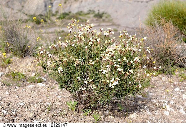 Euzomodendron bourgaeanum is a perennial herb endemic to Almeria province  is an endangered specie. This photo was taken in Desierto de Tabernas Natural Park  Andalucia  Spain.