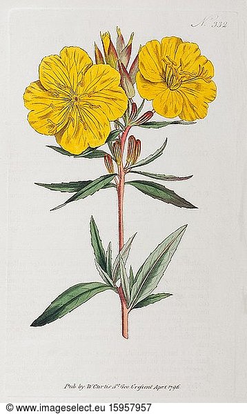 Evening-primrose (Oenothera)  hand-coloured copperplate engraving from William Curtis Botanical Magazine  London  1796