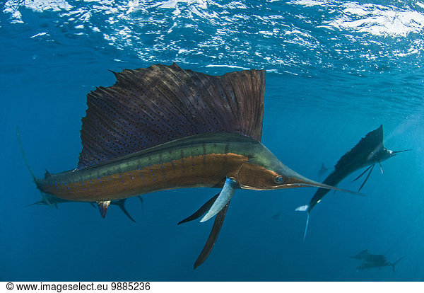 Every winter sailfish (Istiophorus albicans) gather to feed on sardine baitballs north of Isla Mujeres  Mexico