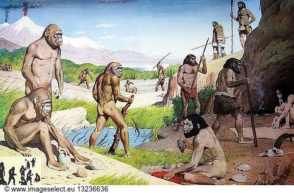 Evolution of human beings