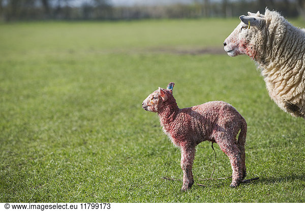 Ewe and a newborn lamb standing in a field of grass.