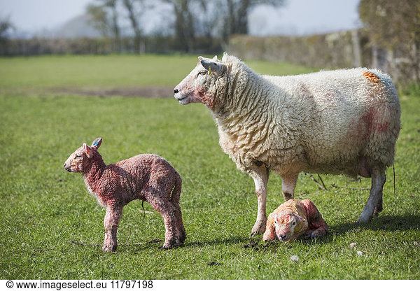 Ewe and two newborn lambs on a pasture.