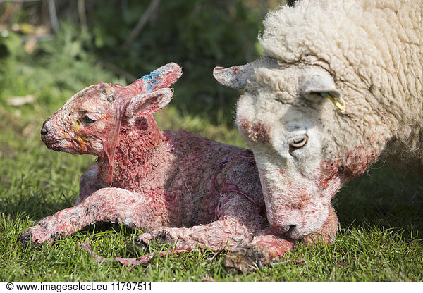 Ewe licking clean her newborn lamb lying in the grass.