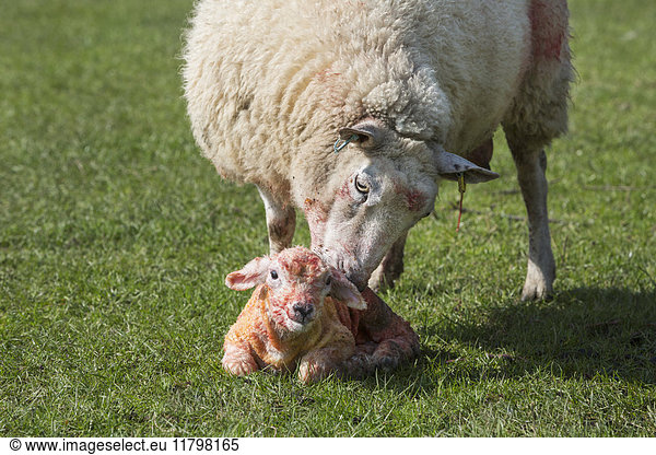 Ewe licking clean her newborn lamb lying in the grass.
