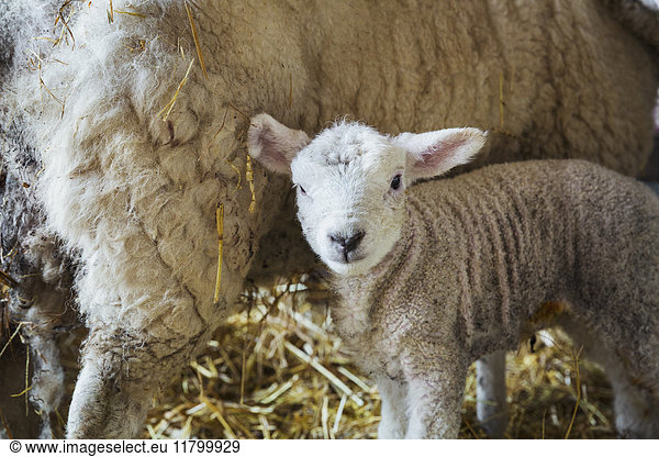 Ewe with newborn lamb inside a stable  standing on straw.