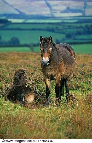 Exmoor Ponys (Equus caballus) Reinrassig  Stute stehend mit daneben liegendem Fohlen  Exmoor