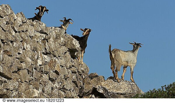 Exogi village  four goats on stone wall  blue cloudless sky  Ithaca island  Ionian Islands  Greece  Europe