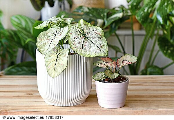 Exotic 'Caladium Bicolor Strawberry Star' and 'Caladium Peppermint' houseplants in flower pots on wooden table