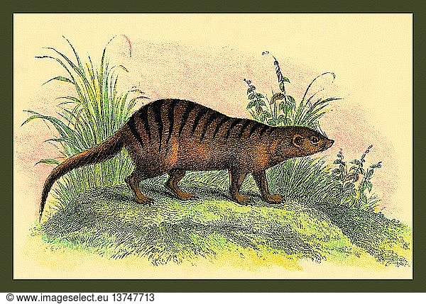 Exotic Creature 1833