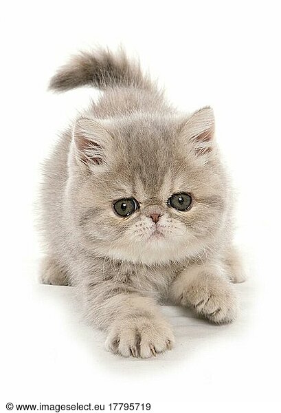 Exotic shorthair  Kitten  pawg  pawgging