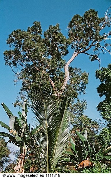 Exotischer Bäume. Sumba  Indonesien