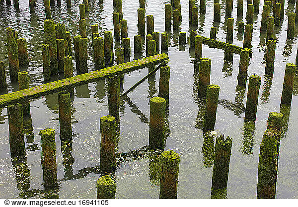 Exposed moss covered pilings at low tide in sand.