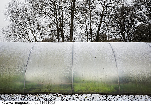 Exterior view of a poly tunnel in winter at Le Manoir aux Quat'Saisons  Oxfordshire.