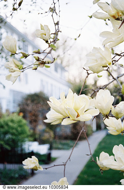 Exterior view of hotel and restaurant  and creamy blossom of flowering magnolia tree