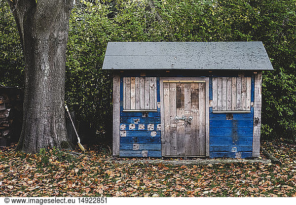Exterior view of wooden shed with blue walls in garden  autumn leaves on lawn.