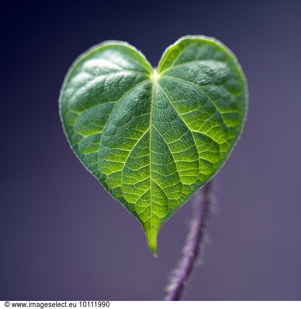 Extreme close up detail of green heart-shaped leaf against purple background