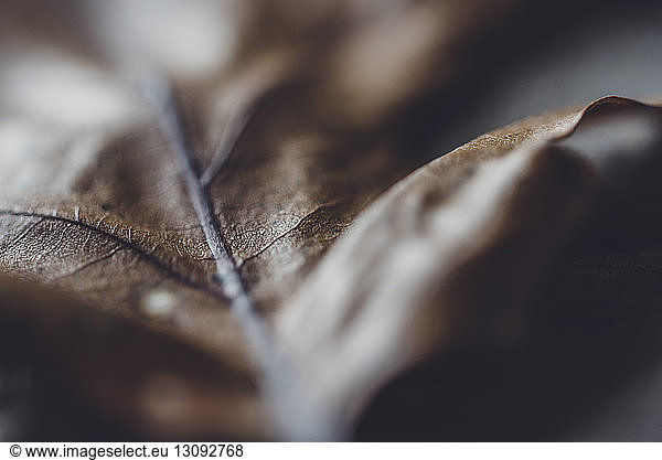 Extreme close-up of dry leaf on wood