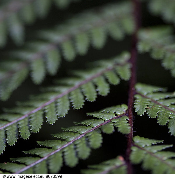Extreme close up of green fern leaves