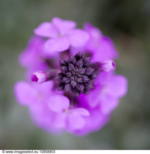 Extreme close up of purple erysimum bowles mauve flower