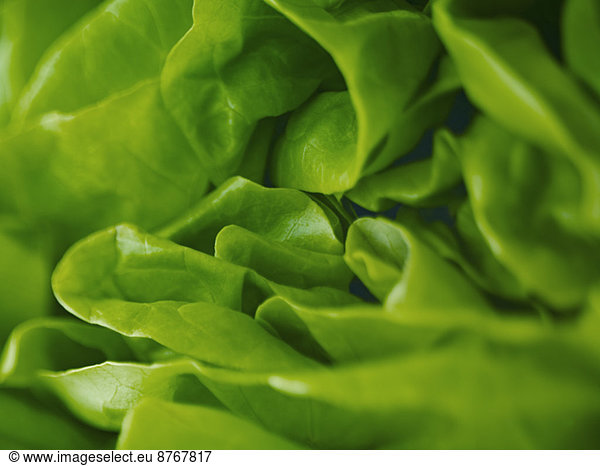 Extreme close up of round lettuce
