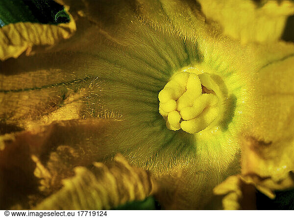 Extreme close up of the inside of a zucchini blossom; Calgary  Alberta  Canada