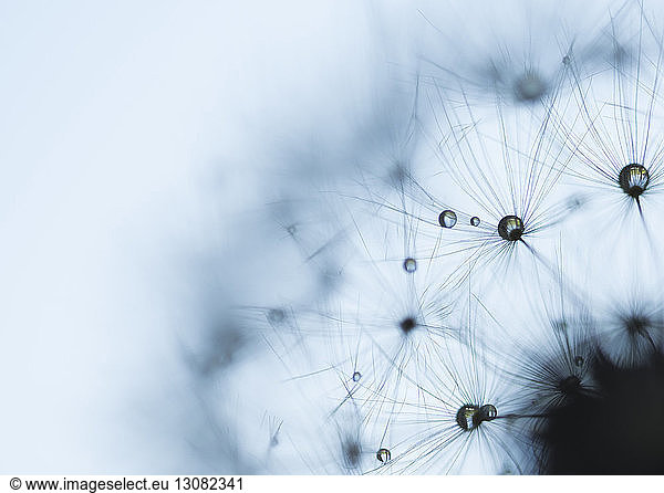 Extreme close-up of wet dandelion seed against sky during rainy season