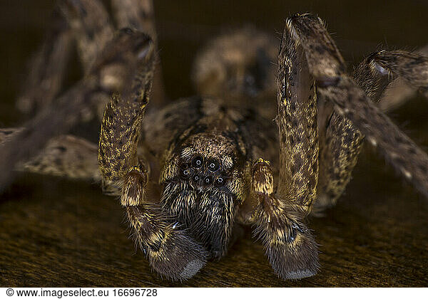 Extreme macro on a scary barn funnel weaver house spider close up