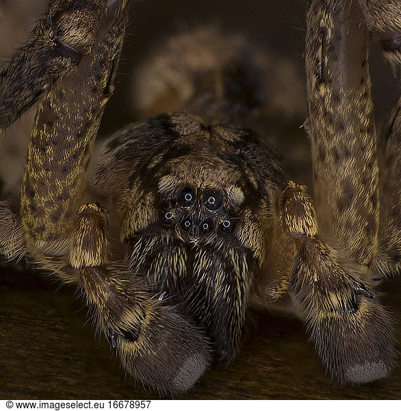 Extreme Makro-Arachnophobie  gruselige Hausspinne  haariges Riesenmonster