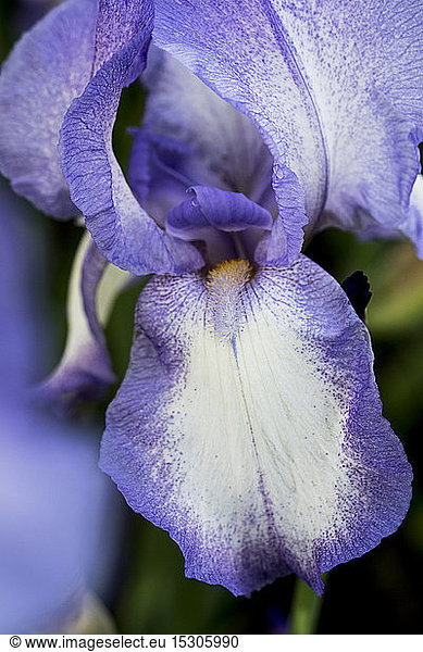 Extreme Nahaufnahme der blau-weiß-bärtigen Iris.