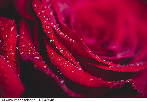 Extreme Nahaufnahme einer feuchten Rose