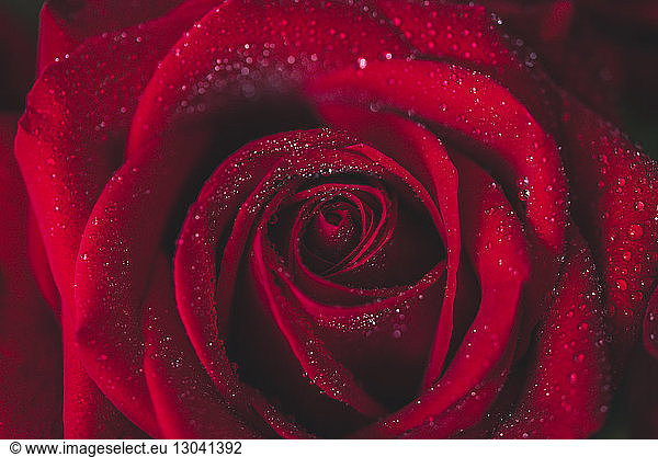 Extreme Nahaufnahme einer roten feuchten Rose