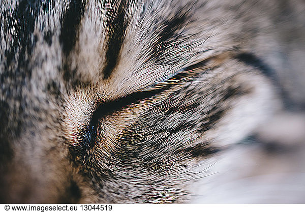 Extreme Nahaufnahme einer schlafenden Tabby-Katze