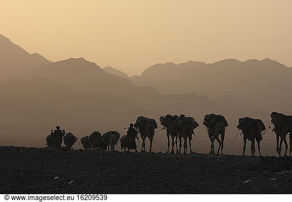 Ezhiopia  Danakil desert  Ahmed Ela  Salt caravan