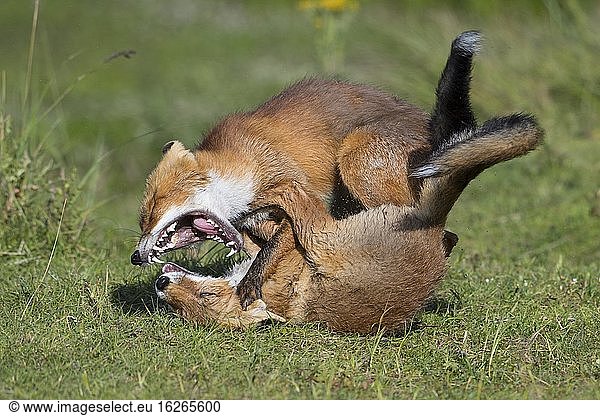 Füchse (Vulpes vulpes) kämpfen mit aufgerissenem Maul  spielerisch  Niederlande  Europa