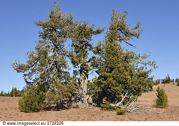 Föhrengruppe (Pinus sylvestris)  Bimssteinwüste im Crater Lake National Park  Oregon  USA