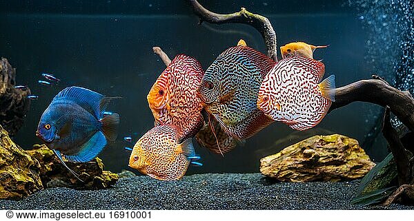 Fünf bunte ausgewachsene Diskusfische (Symphysodon discus) im Aquarium
