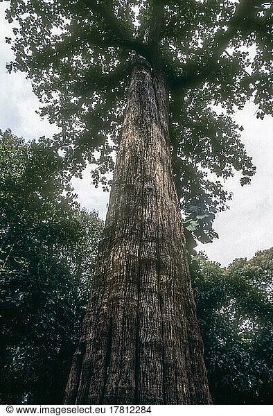 Fünf Jahrhunderte alter  natürlich gewachsener  weltgrößter lebender Teakbaum (Tectona grandis) mit einer erstaunlichen Höhe von 39  98 m und einem Umfang von 7  15 m im Parambikkulam Reservat  Kerala  Indien  Asien